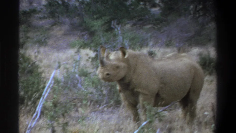 1969 Cape Town-area 8mm frame showing a rhinoceros standing still in a dry, scrubby nature park setting.