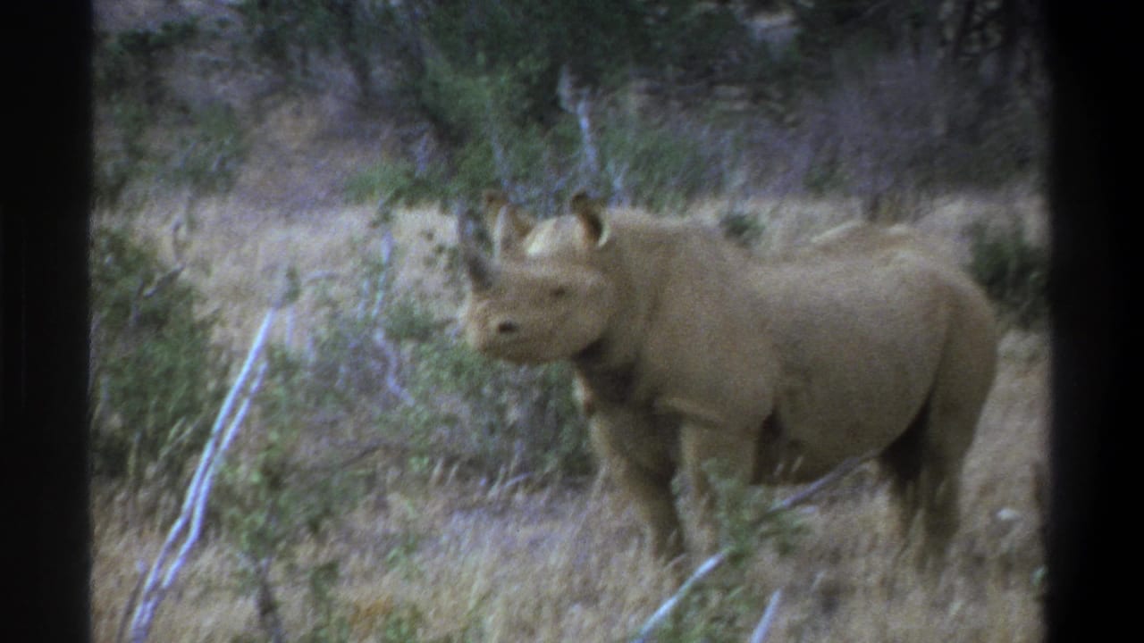 Cape Town, South Africa metadata supports this 1969 8mm view of a rhinoceros standing in scrubland.