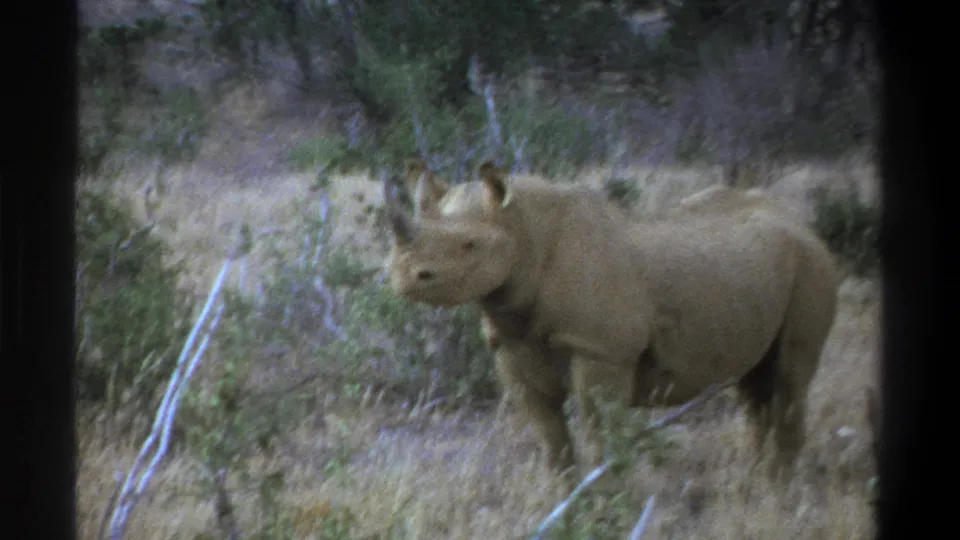 Cape Town, South Africa metadata supports this 1969 8mm view of a rhinoceros standing in scrubland.