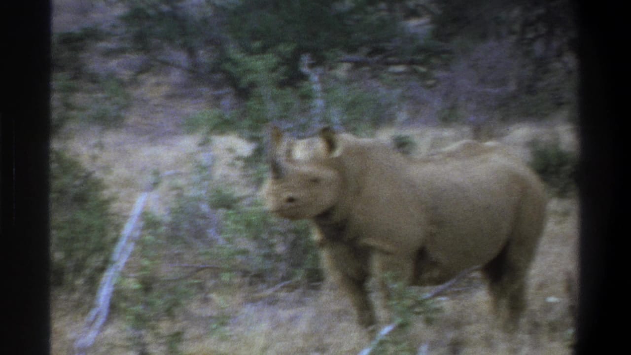 1969 Cape Town home-movie frame showing a rhinoceros standing in dry grass with scrub, trees, and a visible horn.