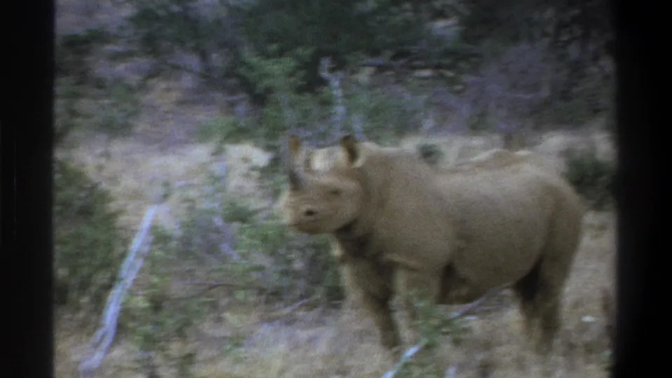 1969 Cape Town home-movie frame showing a rhinoceros standing in dry grass with scrub, trees, and a visible horn.