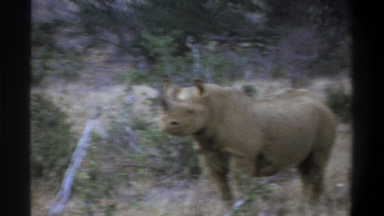 1969 Cape Town footage frame with a side view of a rhinoceros in a dry grass and shrub landscape.