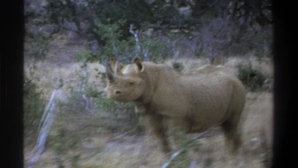 1969 Cape Town home-movie frame showing a rhinoceros near a pale fallen branch in dry grass and scrub.