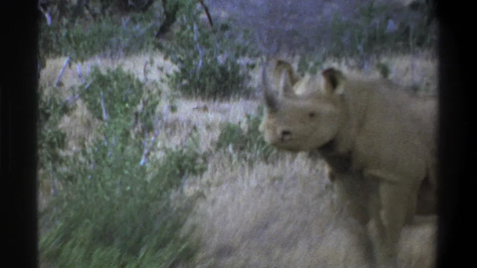 1969 Cape Town frame with the rhinoceros near the right edge, partly cropped by the camera, in dry grass and shrubs.