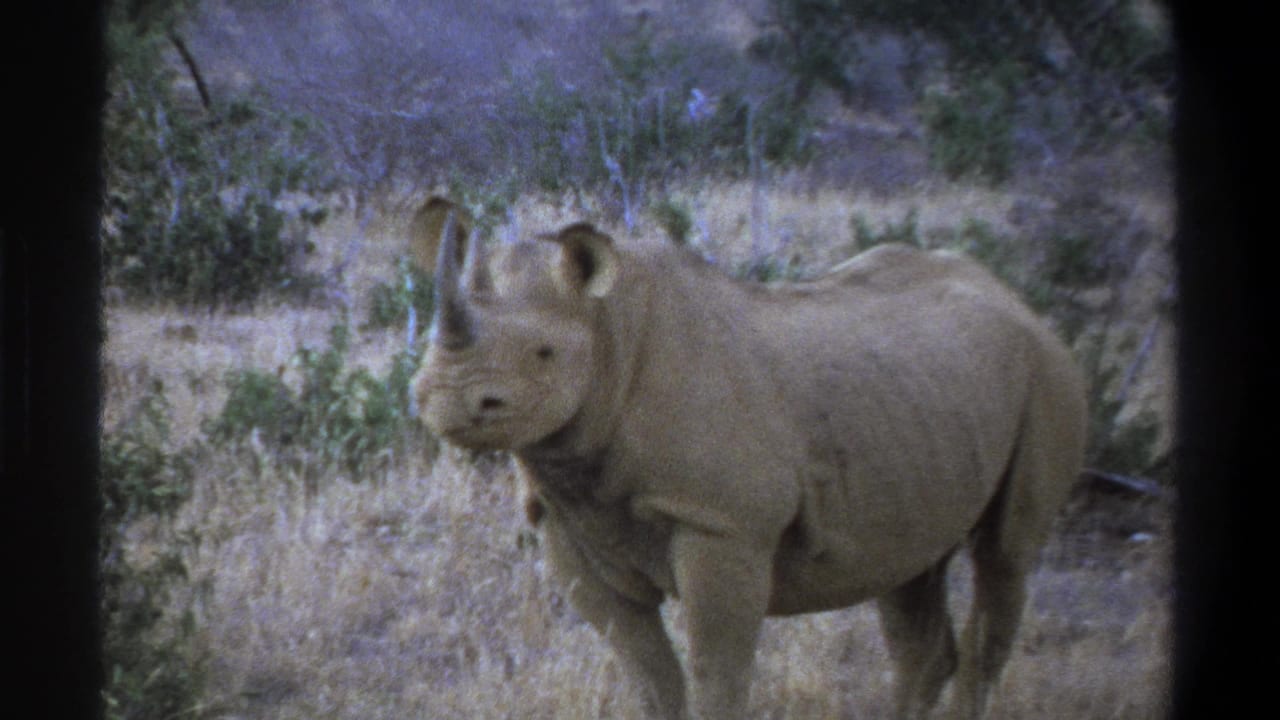 Large rhinoceros with two horns in dry scrubland, from supplied 1969 Cape Town home-movie footage.