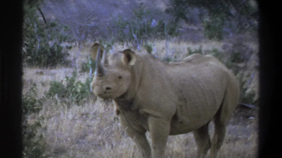 Large rhinoceros with two horns in dry scrubland, from supplied 1969 Cape Town home-movie footage.