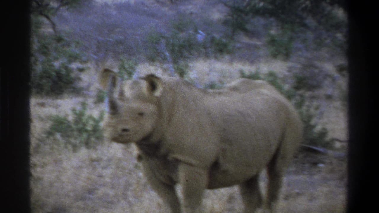 Side view of a large rhinoceros in dry vegetation, consistent with the supplied 1969 South Africa footage metadata.