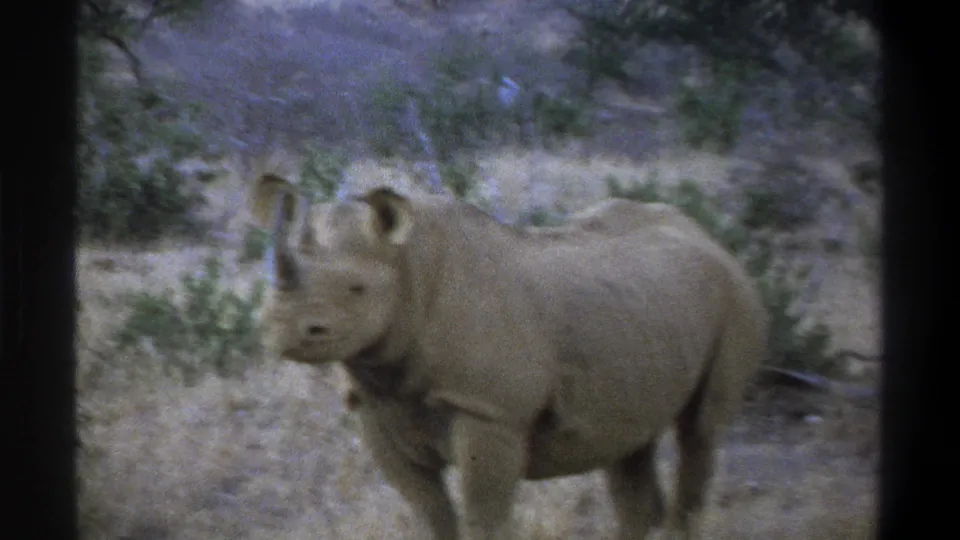 Side view of a large rhinoceros in dry vegetation, consistent with the supplied 1969 South Africa footage metadata.