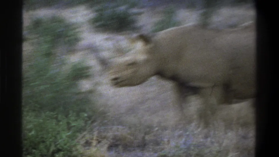 Motion-blurred rhinoceros crossing the frame in dry scrubland within the short 8mm home-movie clip.