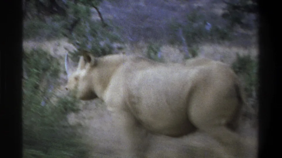Rhinoceros walking through dry grass and low shrubs in the supplied Cape Town, South Africa home-movie footage.