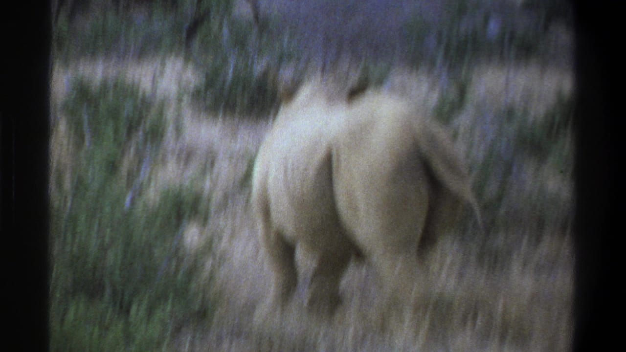 1969 South Africa home-movie frame showing a rhinoceros from behind as it moves through dry brush and grass.