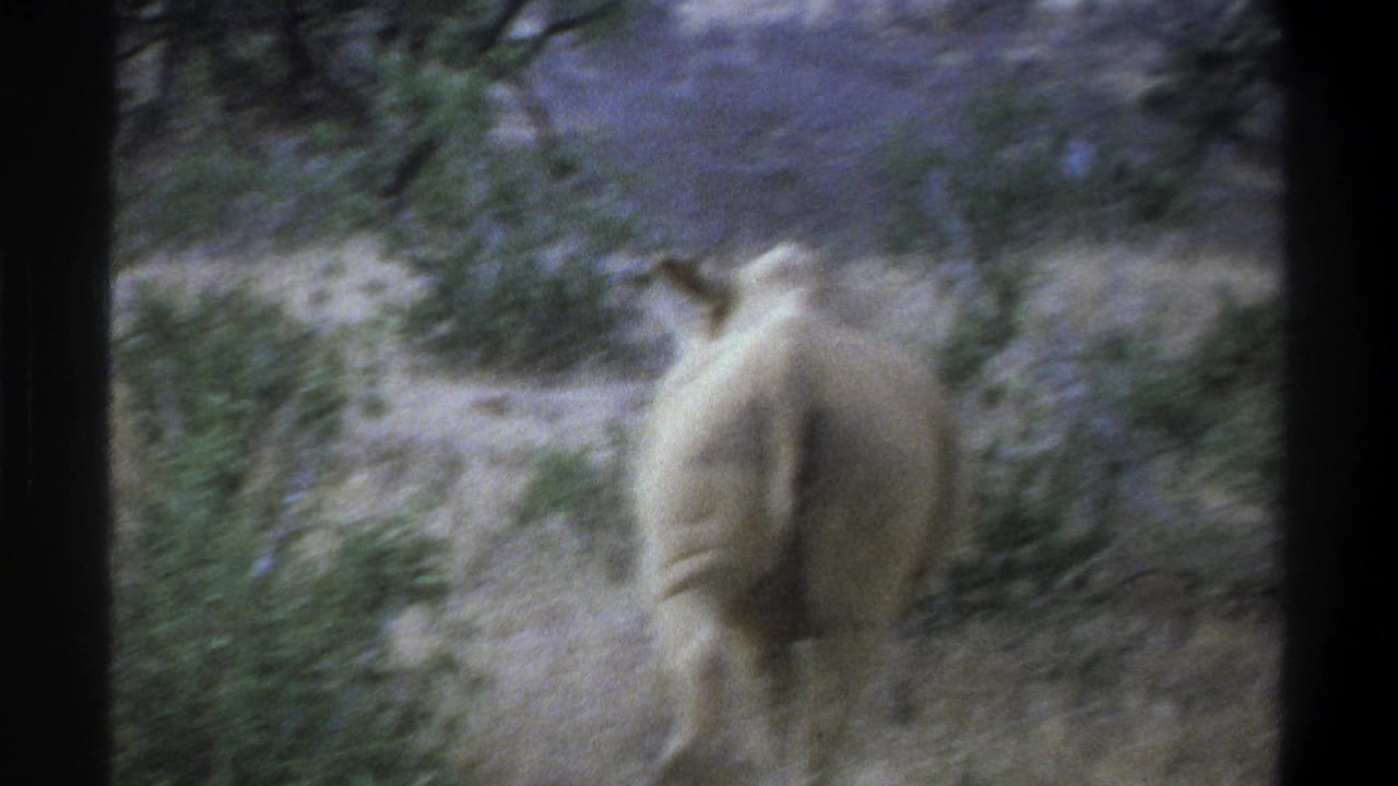 1969 South Africa safari footage frame with a rhinoceros walking away along a scrub-lined path.