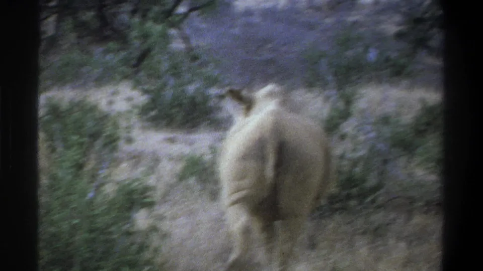 1969 South Africa safari footage frame with a rhinoceros walking away along a scrub-lined path.