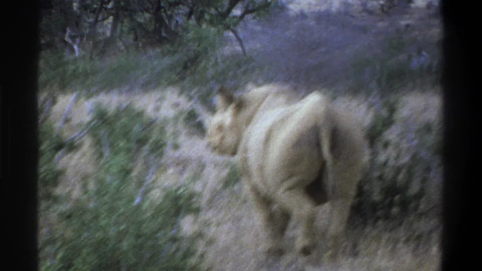 1969 South Africa 8mm frame showing a rhinoceros angled sideways in scrubland with visible film grain and blur.