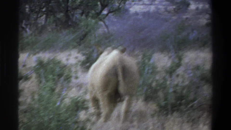 1969 South Africa home-movie frame with the rhinoceros moving away into scrub and muted green-brown vegetation.