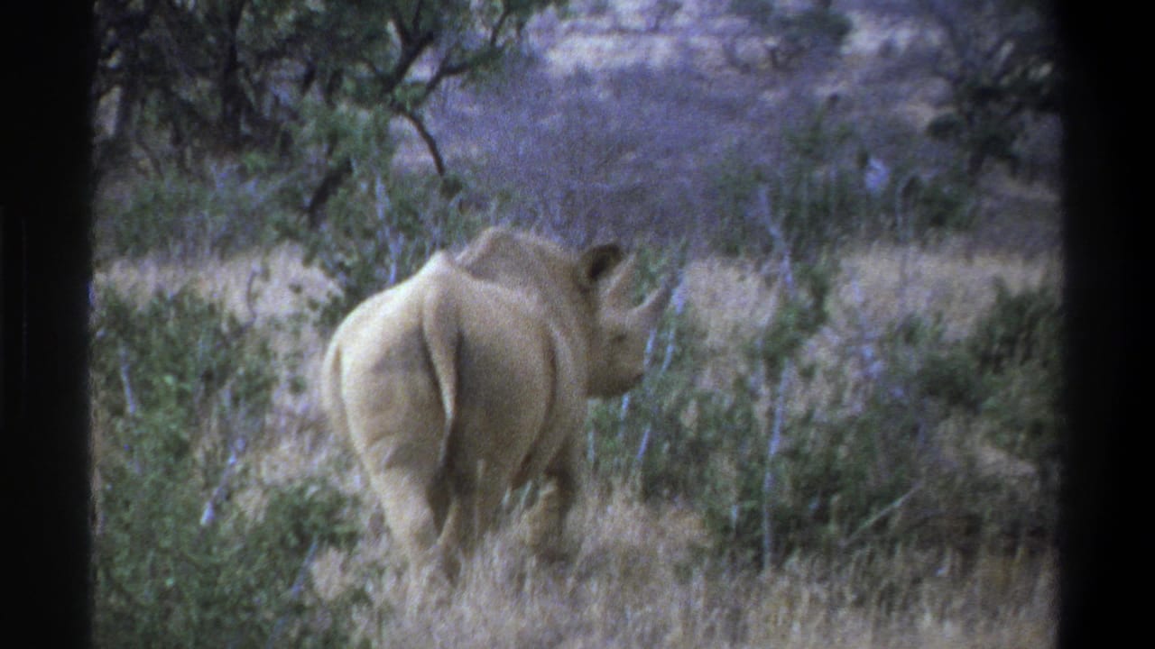 1969 South Africa safari home-movie frame showing a rhinoceros from the rear among dry grass, shrubs, and scattered trees.