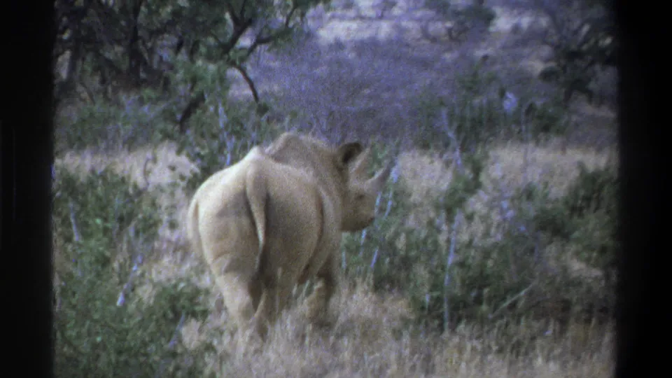 1969 South Africa safari home-movie frame showing a rhinoceros from the rear among dry grass, shrubs, and scattered trees.