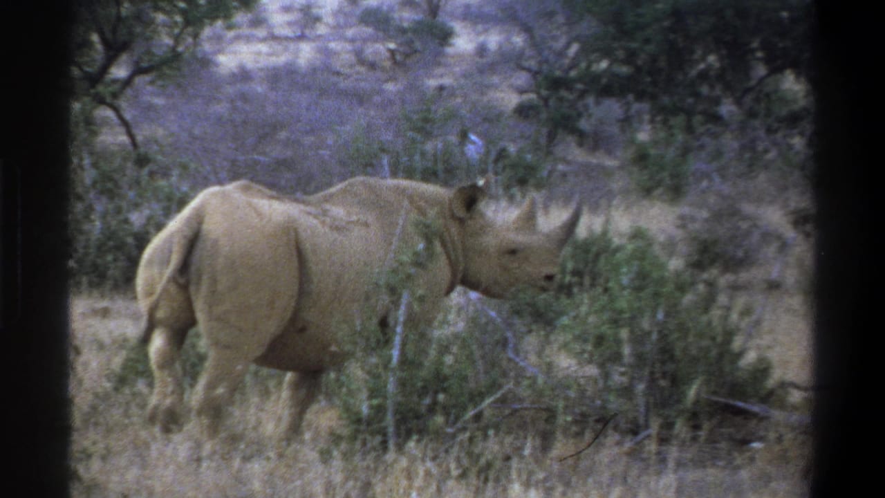 1969 South Africa safari home-movie frame showing a rhinoceros in side profile moving through dry grass and low vegetation.