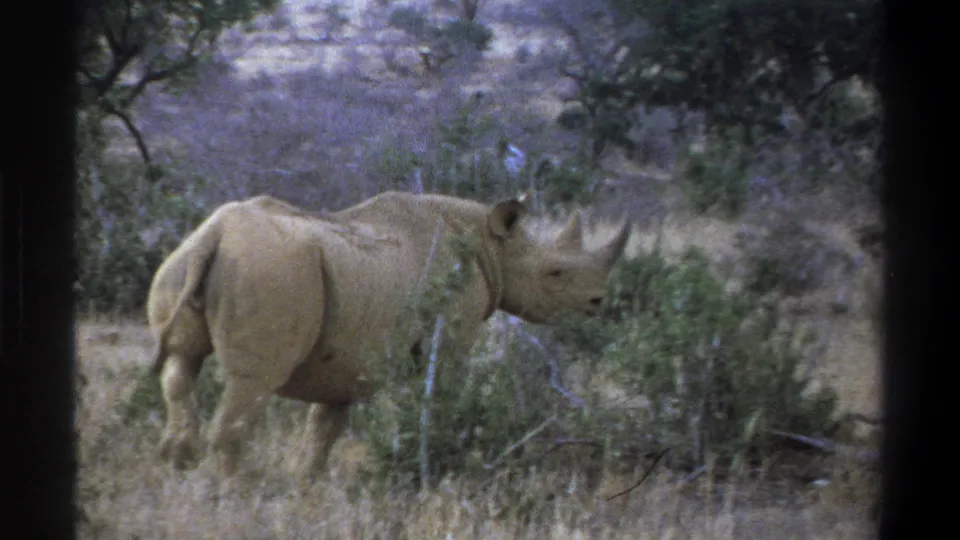 1969 South Africa safari home-movie frame showing a rhinoceros in side profile moving through dry grass and low vegetation.