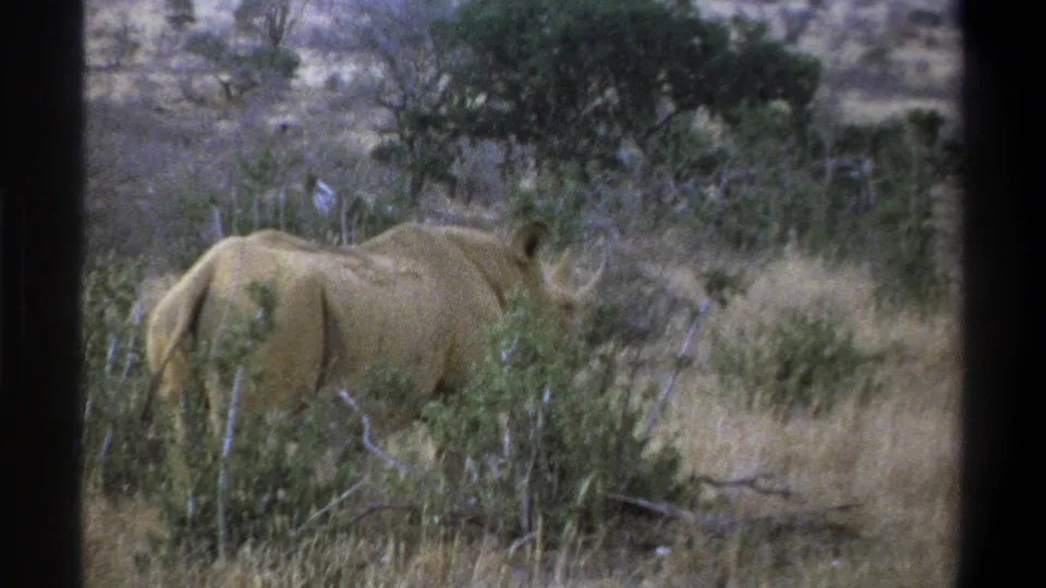 1969 South Africa safari home-movie frame showing a rhinoceros partly screened by brush in a dry grass and shrub landscape.