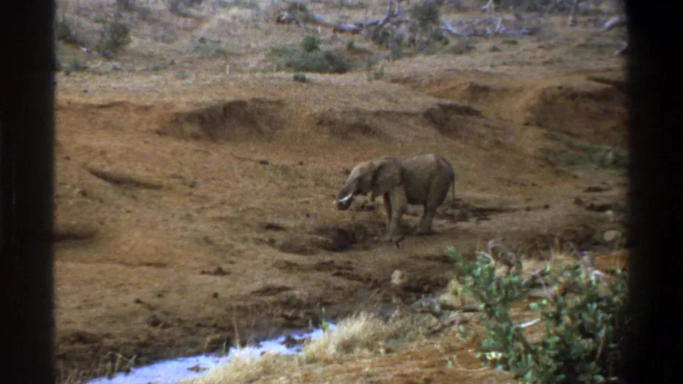 1969 South Africa safari home-movie frame showing a young elephant near muddy earth, water, rocks, and sparse vegetation.