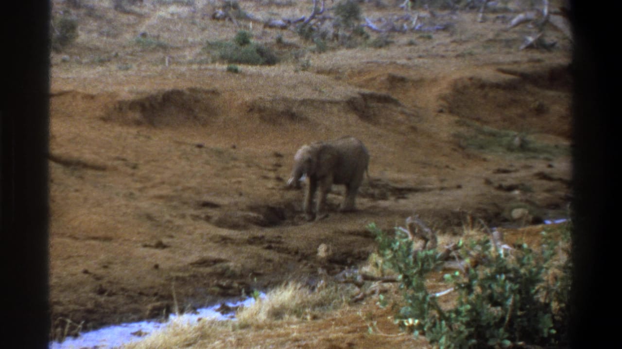 1969 Cape Town home-movie frame showing a gray elephant crossing dusty riverbed terrain with sparse shrubs and dark vertical borders.