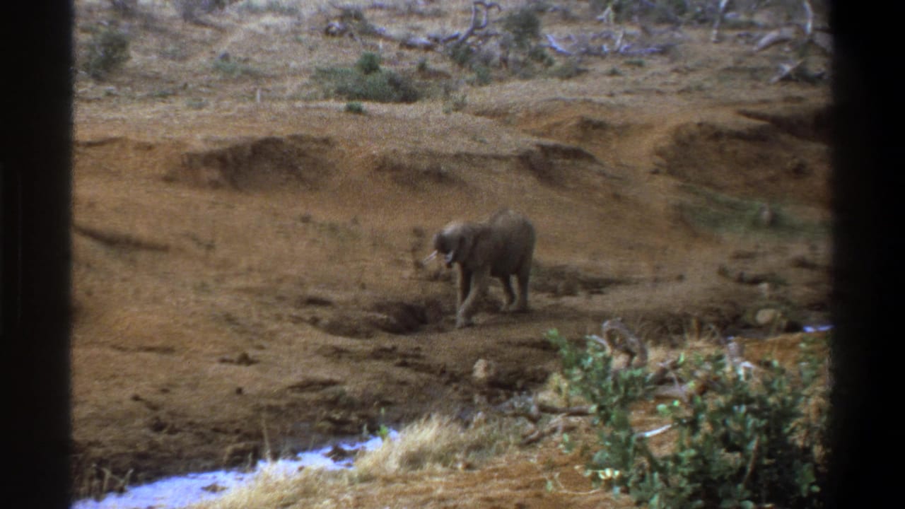 1969 South Africa 8mm frame of a gray elephant walking rightward across a barren riverbed with shrubs and eroded banks behind it.