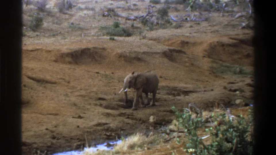 1969 Cape Town wildlife home-movie frame with a gray elephant crossing barren ground, low shrubs in front, and an eroded bank behind.