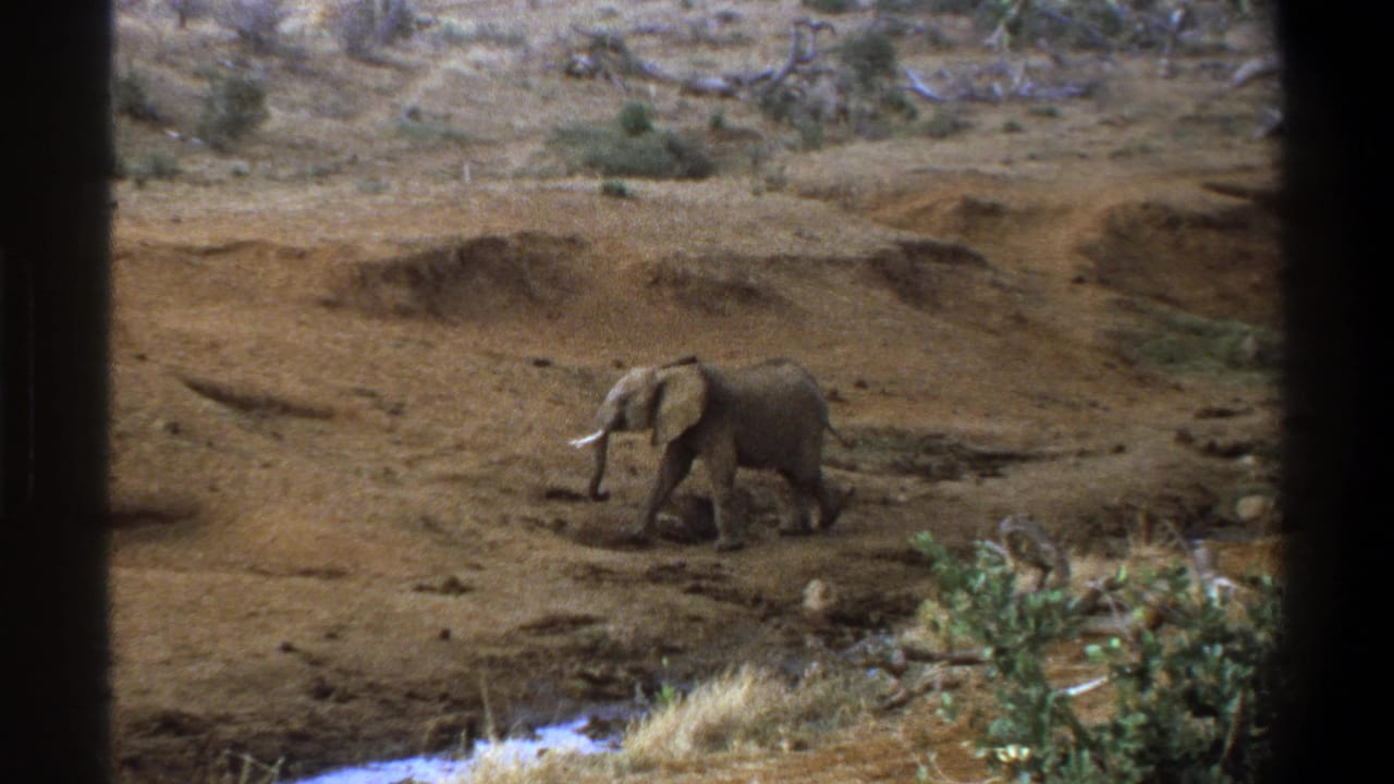 Elephant walking left across dry terrain with shrubs and dark vertical frame edges.