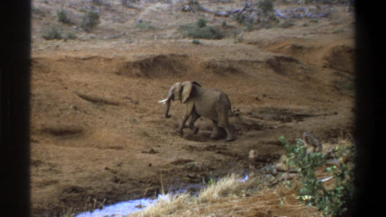 The elephant appears in side view on arid ground in the Cape Town 1969 home-movie footage, with shrubs and a water patch nearby.