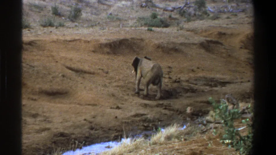 The elephant turns away on reddish-brown terrain, with its rear and raised trunk visible in the 1969 Cape Town 8mm footage.
