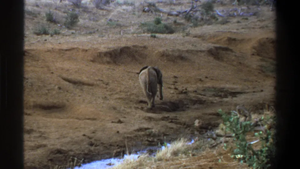 The elephant walks away from the camera across arid Cape Town terrain, seen through dark vertical edges in the 1969 home-movie frame.