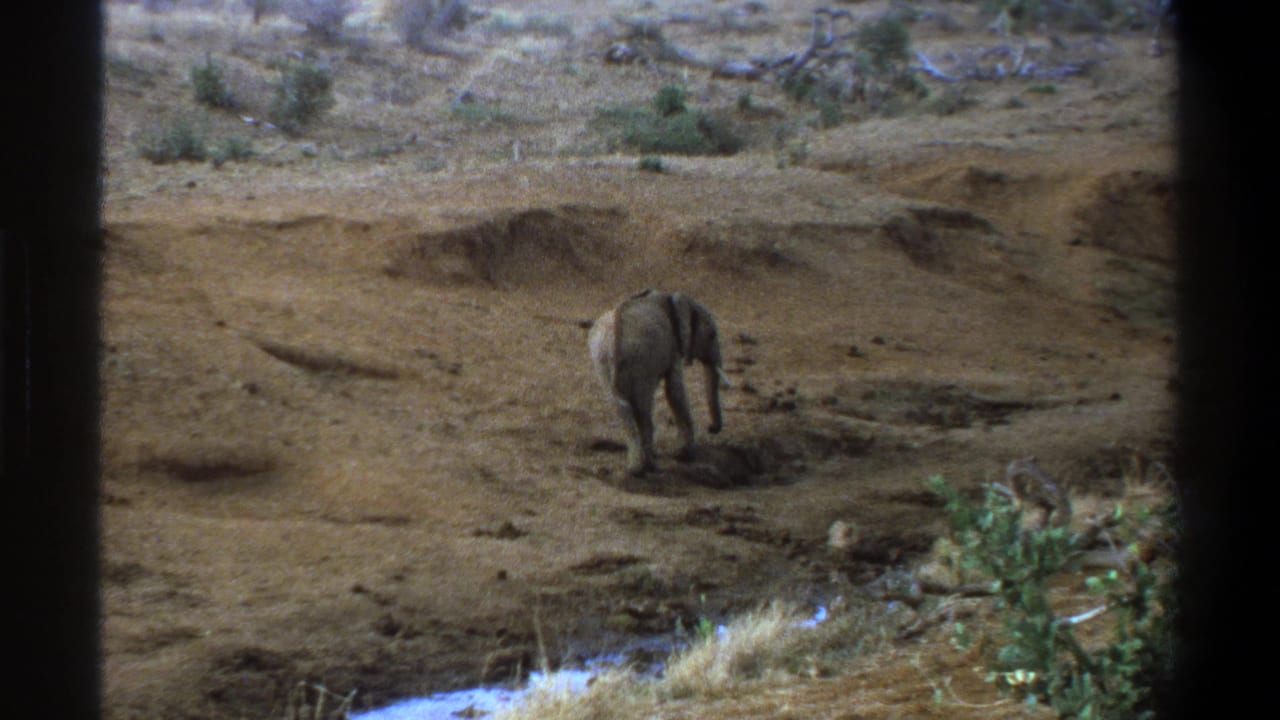 1969 Cape Town-area 8mm frame showing a young elephant moving away across dry, uneven terrain near sparse vegetation.