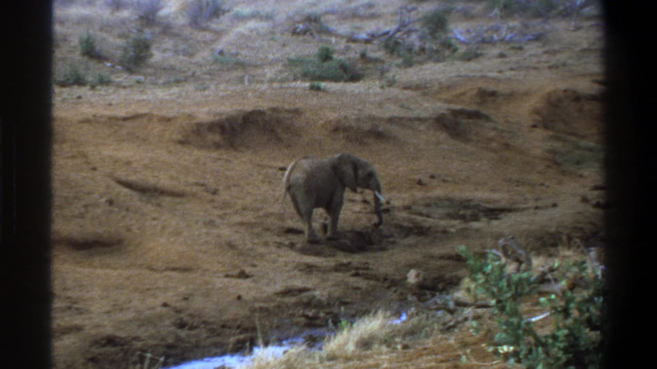 1969 Cape Town-area 8mm frame with a young elephant crossing dry terrain, trunk lowered near a shallow watering hole.