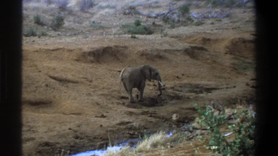 1969 Cape Town-area 8mm frame with a young elephant crossing dry terrain, trunk lowered near a shallow watering hole.
