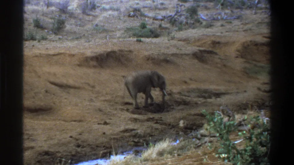 1969 Cape Town-area 8mm frame showing the elephant in profile as it walks across a dusty savannah-like clearing.
