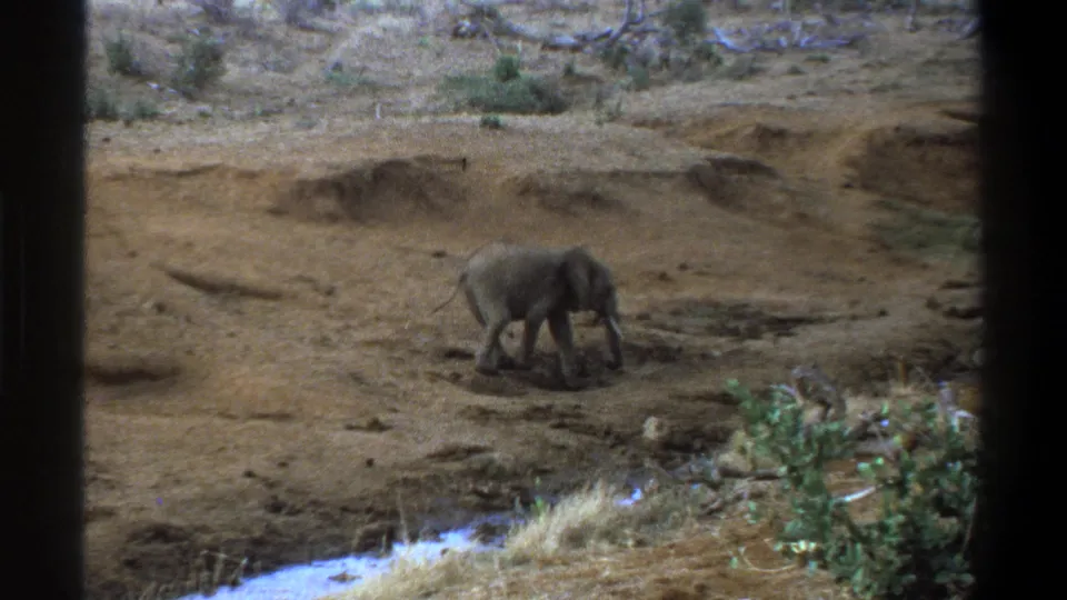 1969 Cape Town-area 8mm frame with the young elephant continuing across uneven dry ground near scrub and pale grass.