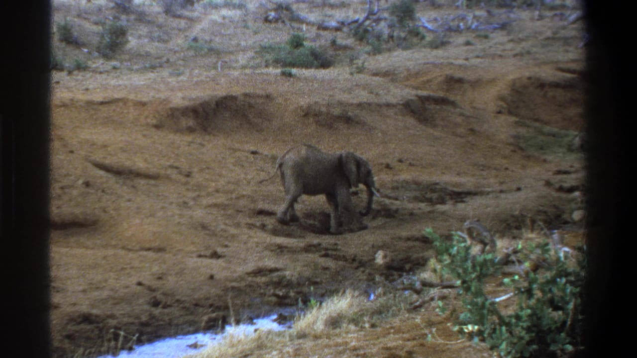 Young elephant walking across dry, uneven ground near a narrow water channel.