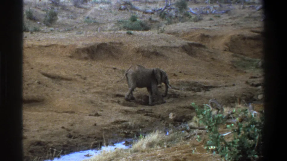 1969 8mm South Africa footage shows a young elephant moving across dusty terrain near a small water channel, framed from a distance.