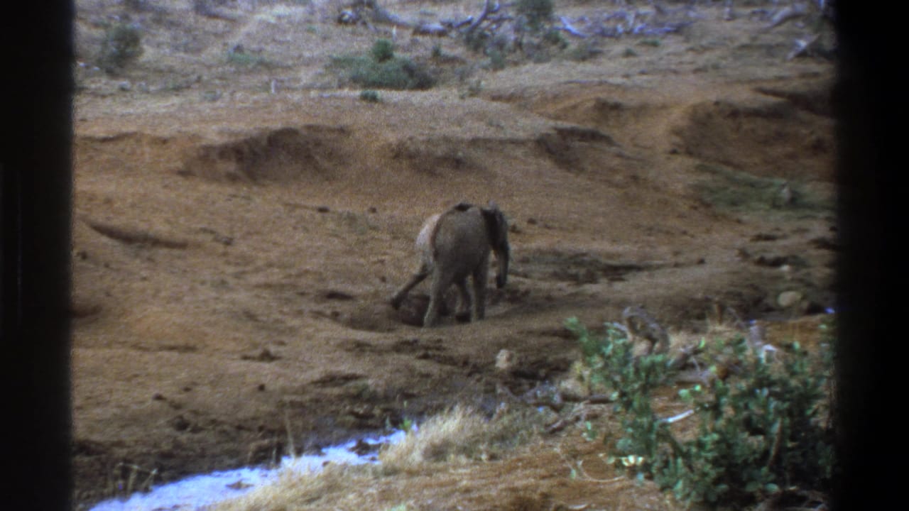 The young elephant turns away on the dry plain in metadata-supported 1969 South Africa home-movie footage, with scrub and water below.