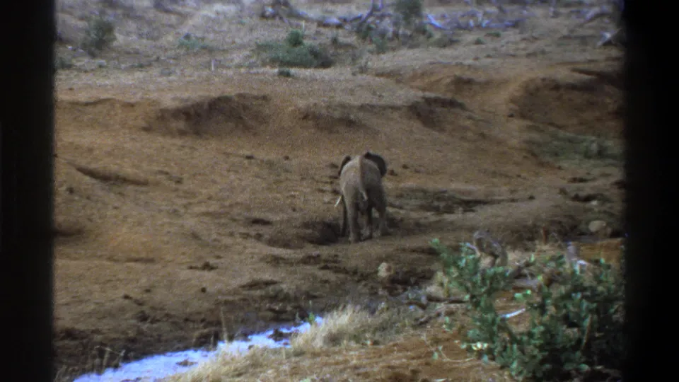 A rear view shows the young elephant paused or moving slowly on dry earth, with low vegetation and water visible in the foreground.
