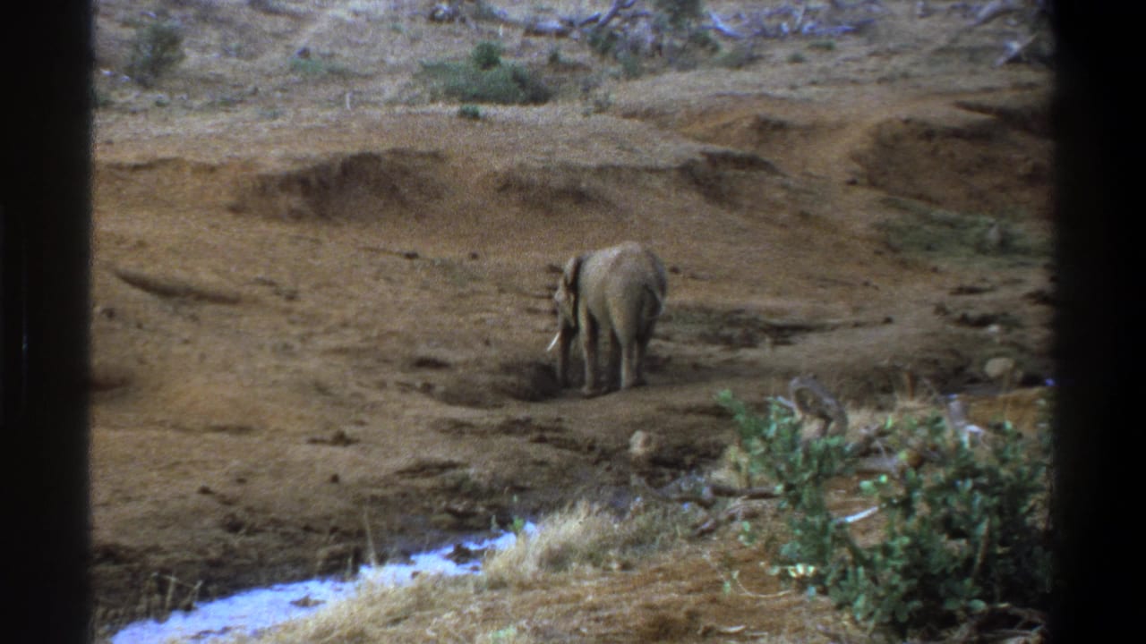Lone tusked elephant grazing on a dry riverbank near sparse shrubs and a small stream.