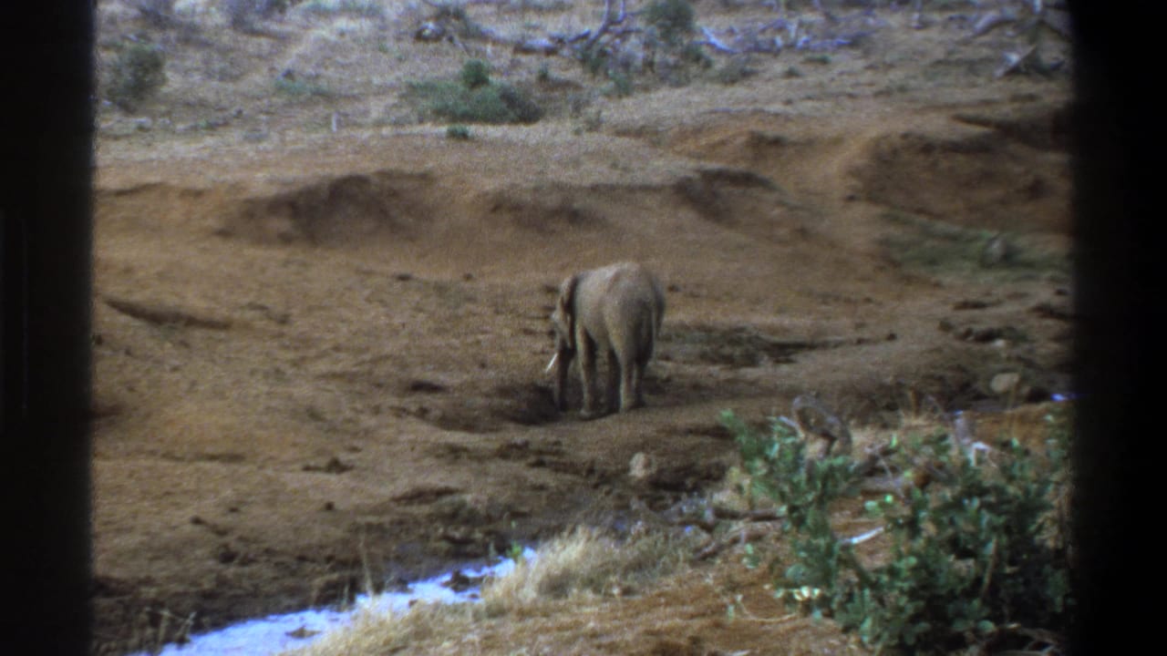 1969 Cape Town 8mm frame with a tusked elephant grazing on uneven reddish earth near water, shrubs, and dry grass.