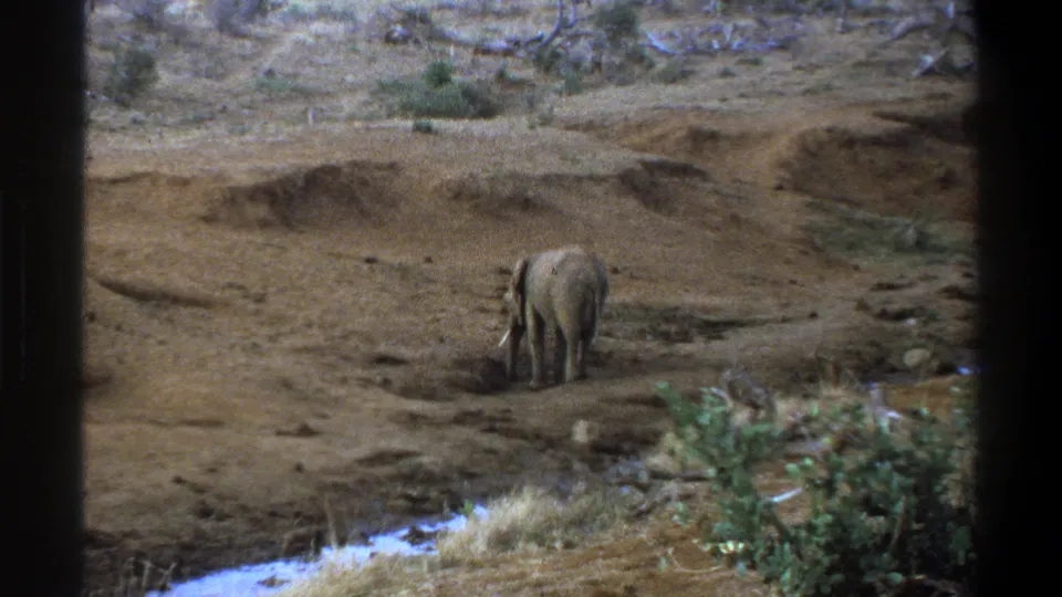 Archival 8mm frame from the Cape Town-labeled clip showing a lone elephant feeding beside a dry riverbank and low vegetation.