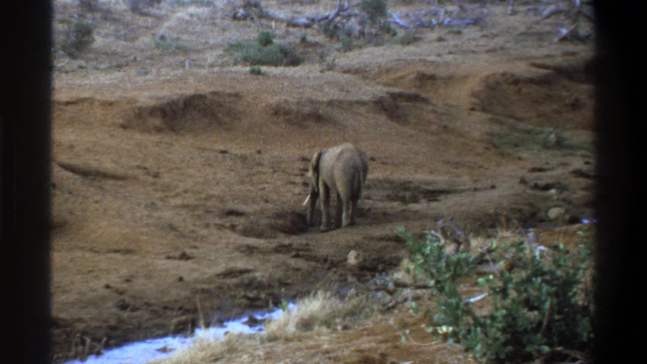 1969 Cape Town-area 8mm frame showing a lone elephant from behind near sparse shrubs and dry earth.