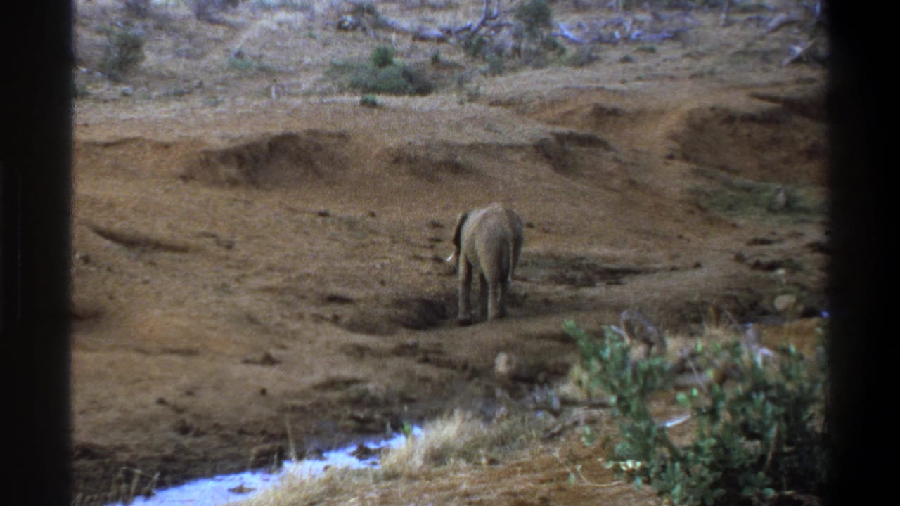 Elephant seen from behind in a dry open area with scrub and dark frame edges.