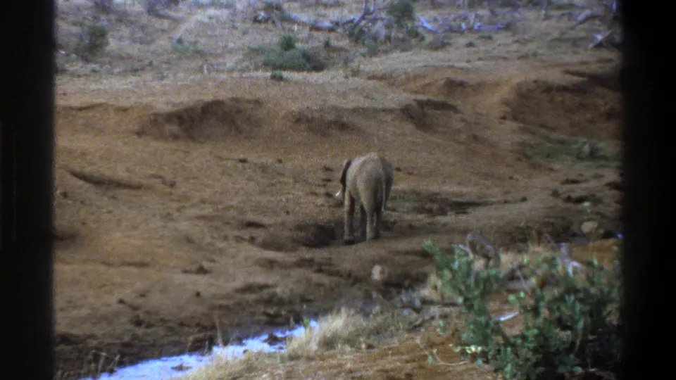 1969 Cape Town-area home-movie frame of an elephant viewed from behind across dusty ground and scattered vegetation.