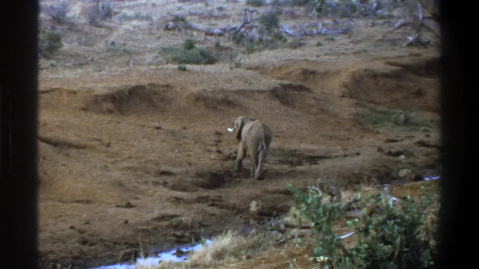1969 Cape Town-area frame showing the elephant turning slightly toward the camera, with tusk and ear visible in dry scrub terrain.
