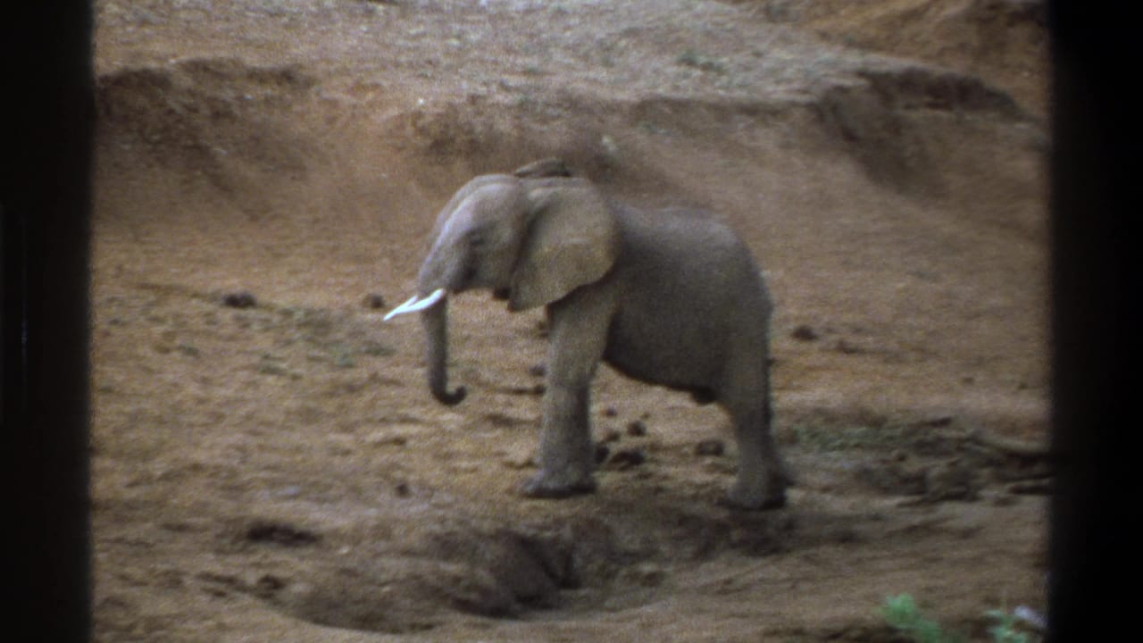 Young elephant in a dusty Cape Town, South Africa landscape on 1969 8mm home-movie footage.