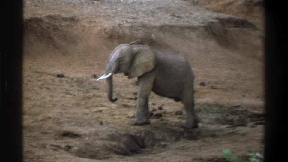 Young elephant in a dusty Cape Town, South Africa landscape on 1969 8mm home-movie footage.